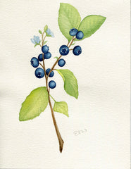 Blueberries