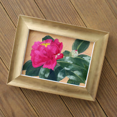 Camellia Sasanqua