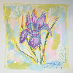February Iris