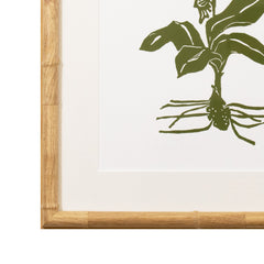 Botanical 62