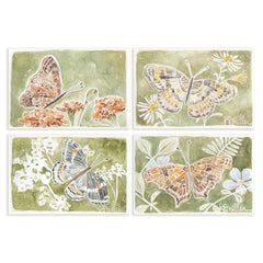 Butterflies 035