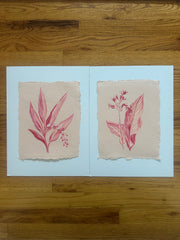 Pink Porcelain Lily