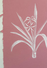 Crinum Lily