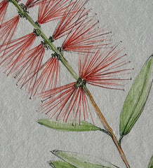 Melaleuca Citrina