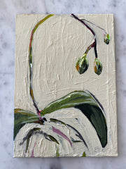 Orchid Bud 1