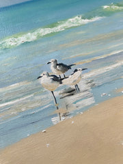 Sandpipers