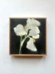 White Iris