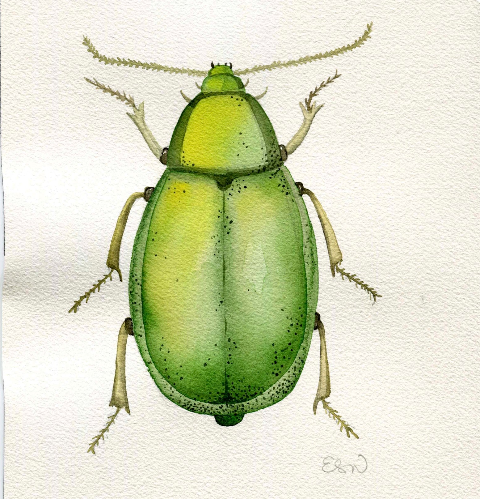 Beetle