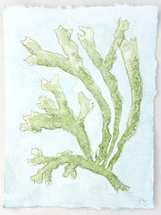 Chartreuse Seaweed No. 1
