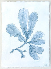 Indigo Seaweed No. 1