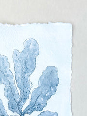 Indigo Seaweed No. 2