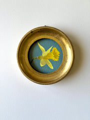 Daffodil xii