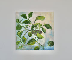 Philodendron