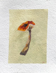 Mushroom Study 2
