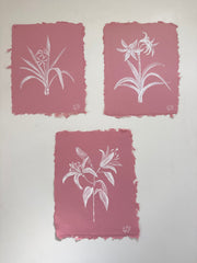 Crinum Lily