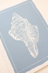Conch Shell