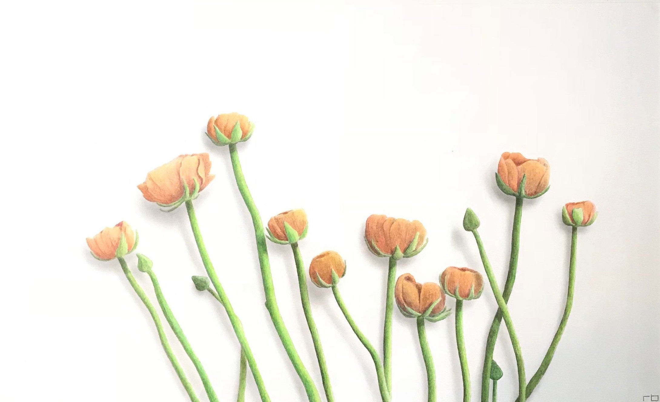 Flower Study