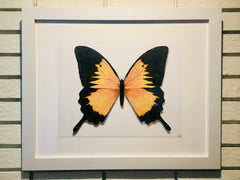 Butterfly Study 3