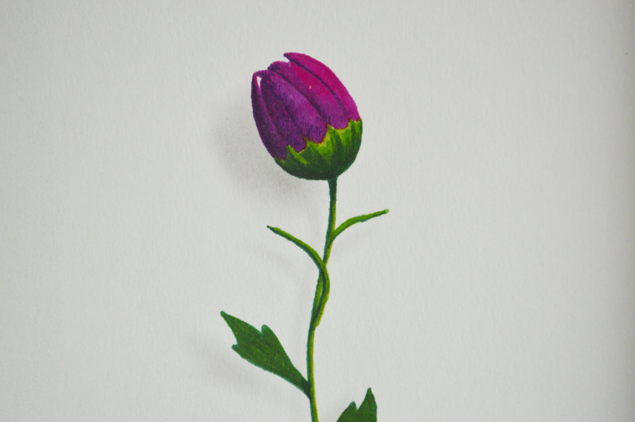 Gerber Bud