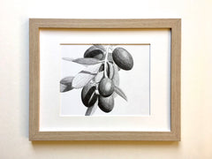 Loose Olive Study