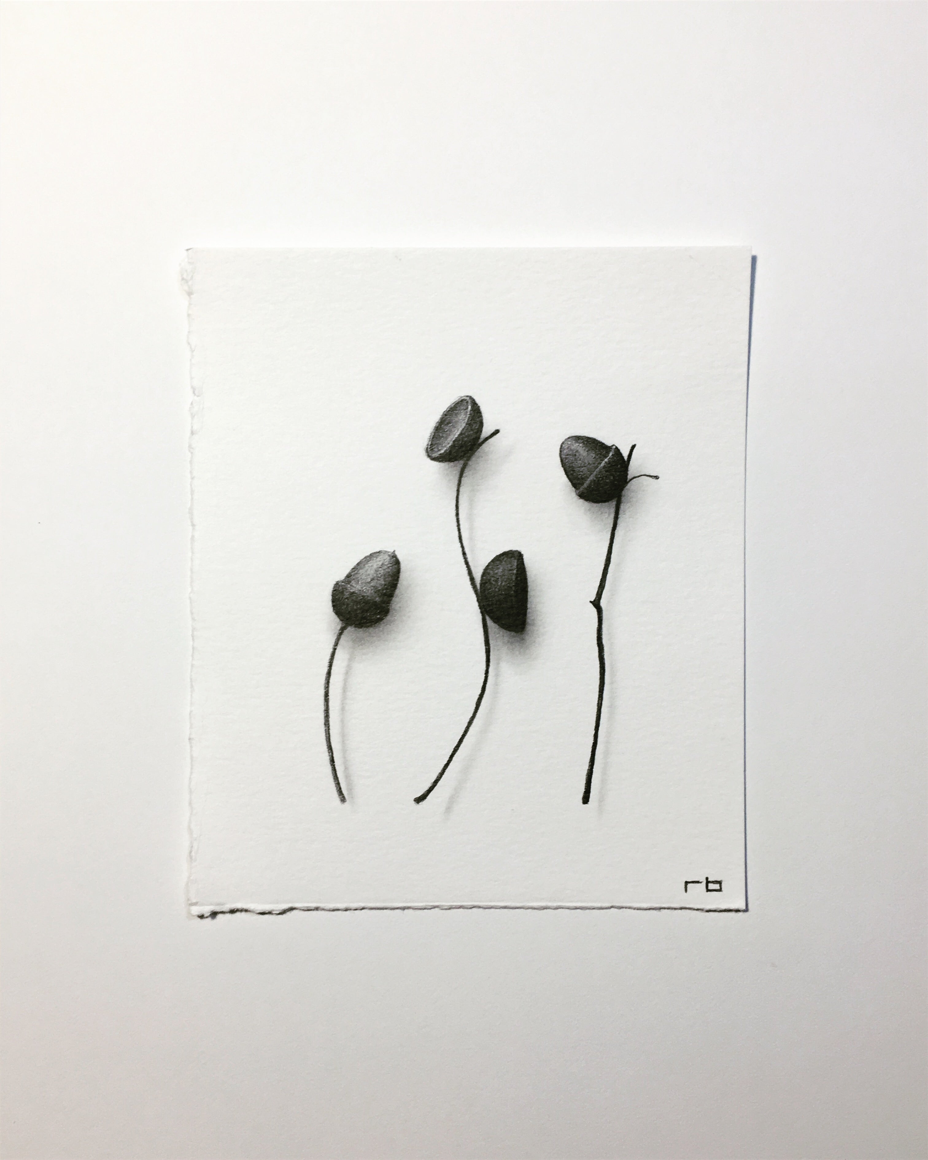 Petite Acorn II