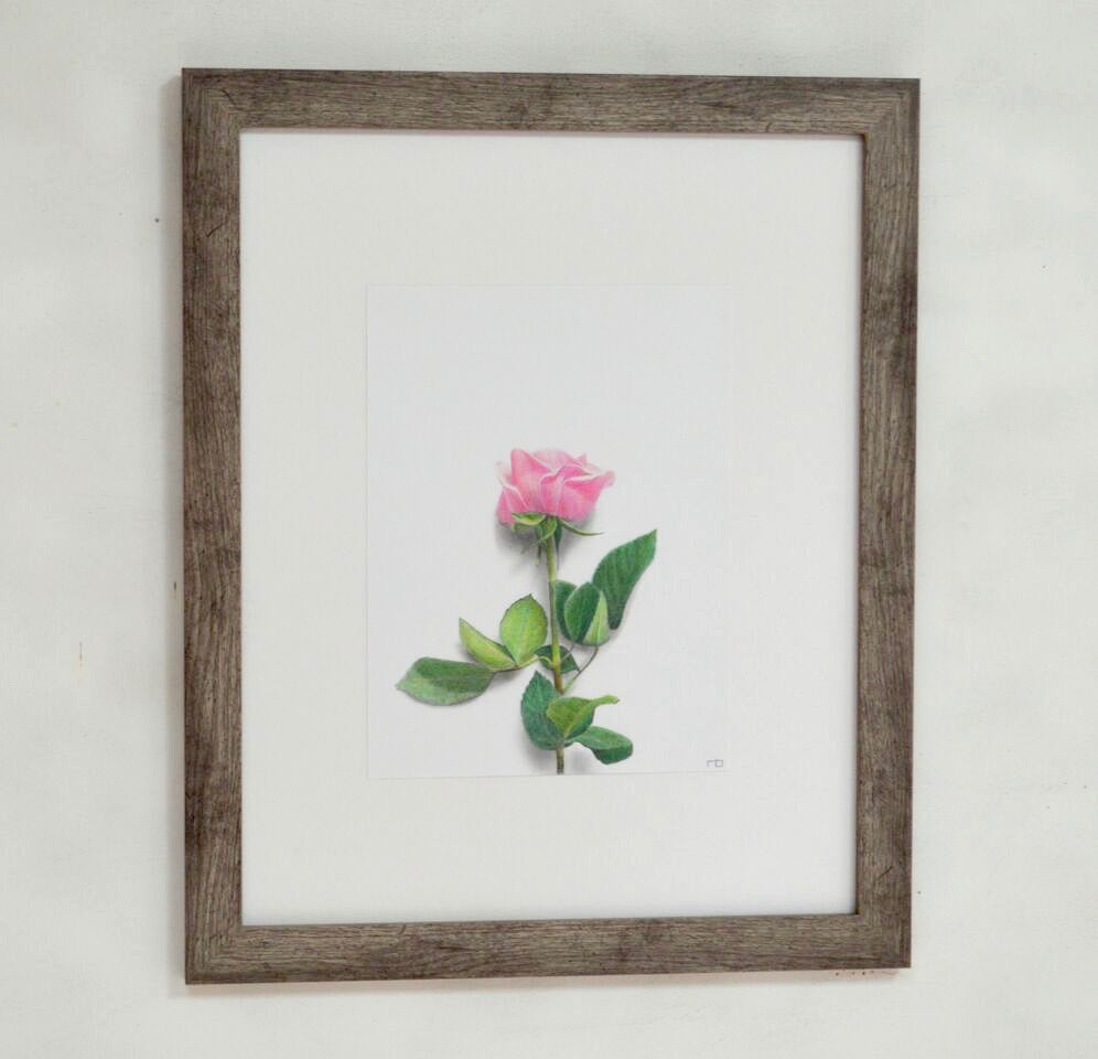 Rose Study
