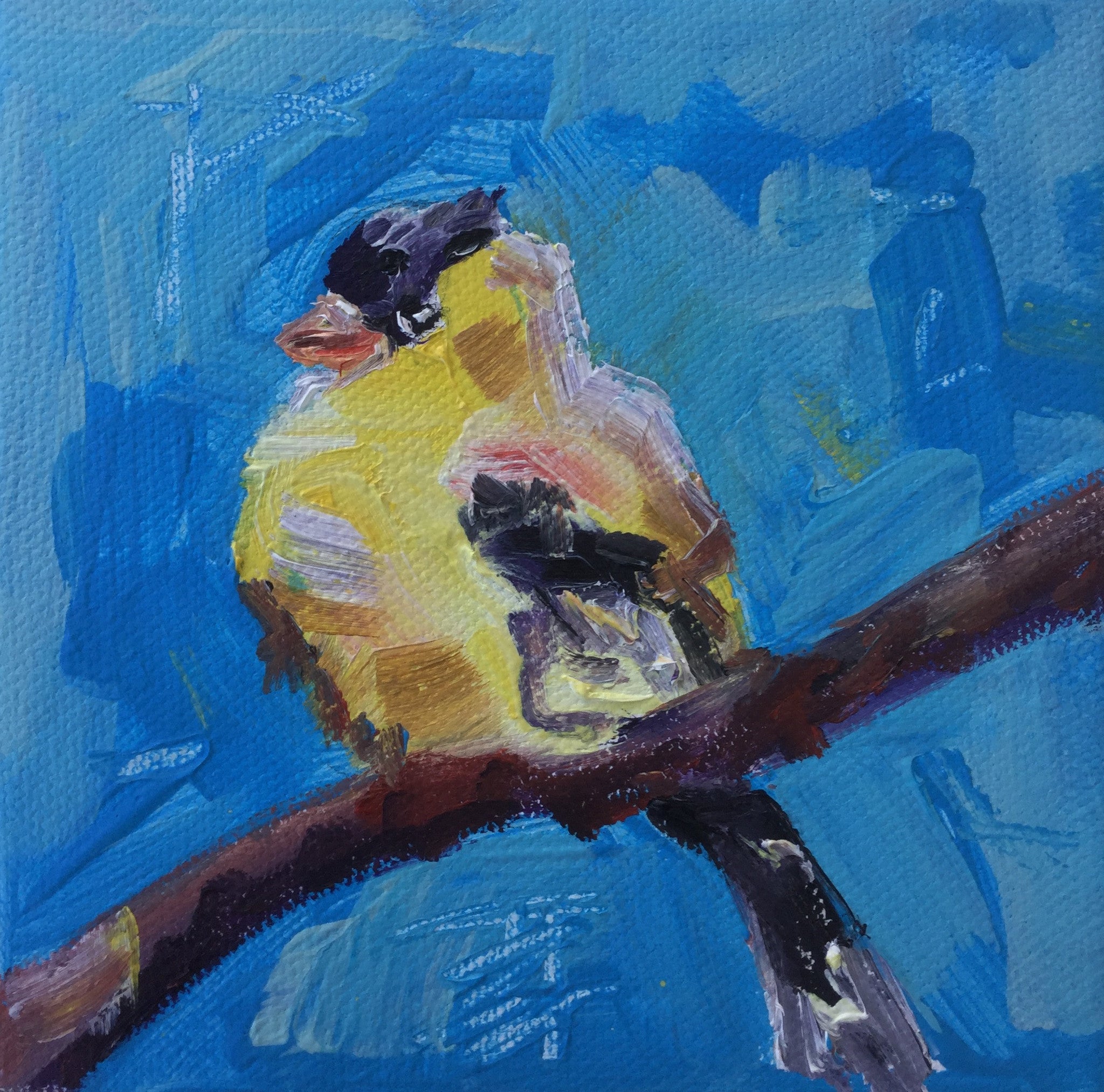 Yellow Chicadee
